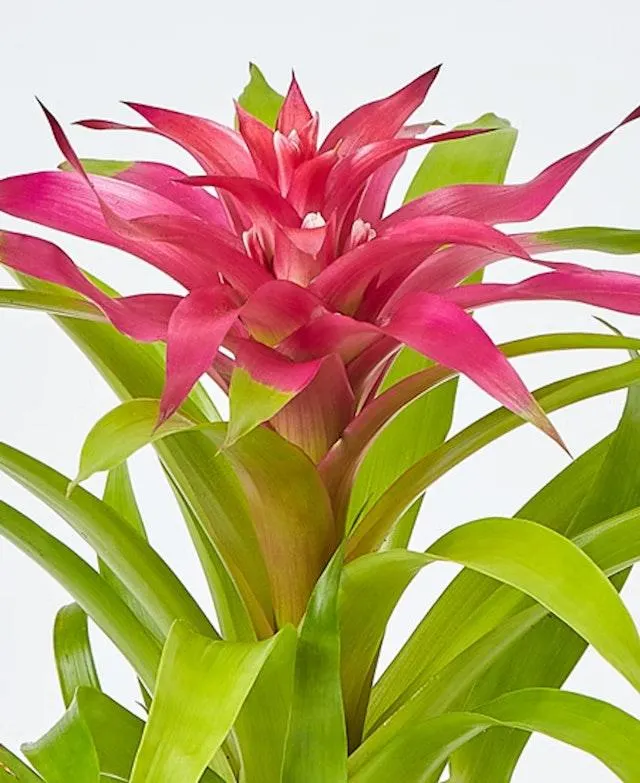 Bromelia Guzmania