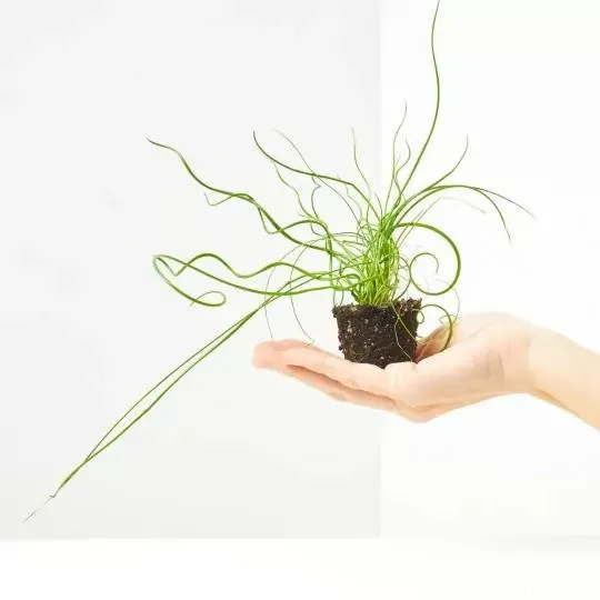 JUNCUS SPIRALIS MACETA 6CM