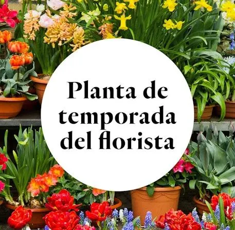 Planta de temporada del Florista