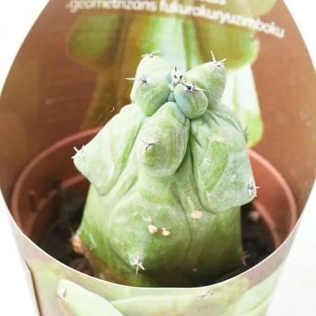 MYRTILLOCACTUS GEOMETRIZANS MACETA 6.5CM