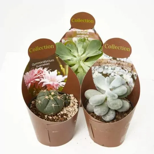 CACTUS Y CRASAS COLECCION M-11