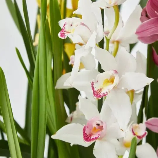 ORQUÍDEA CYMBIDIUM 1 TALLO MACETA 12CM