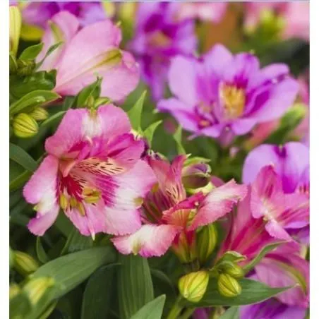 ALSTROMERIA