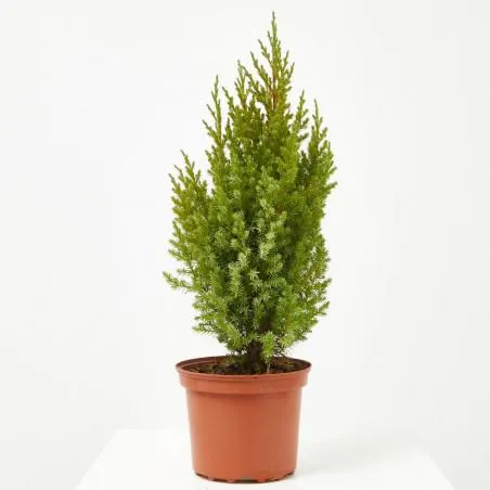 JUNIPERUS CHINENSIS MACETA 3 LITROS