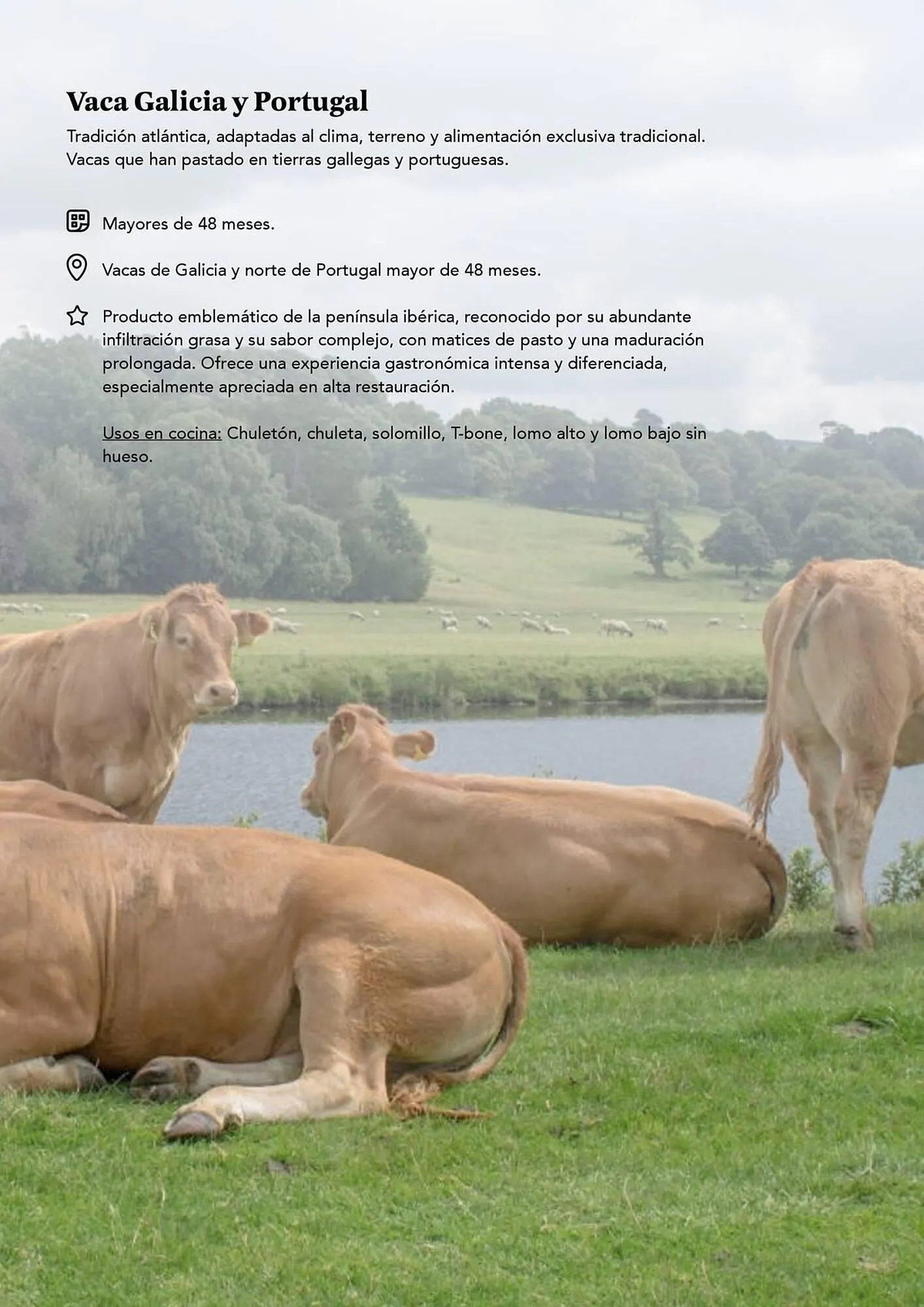 Catálogo de Folleto GM Cash & Carry 17 de febrero al 30 de abril 2026 - Página 8