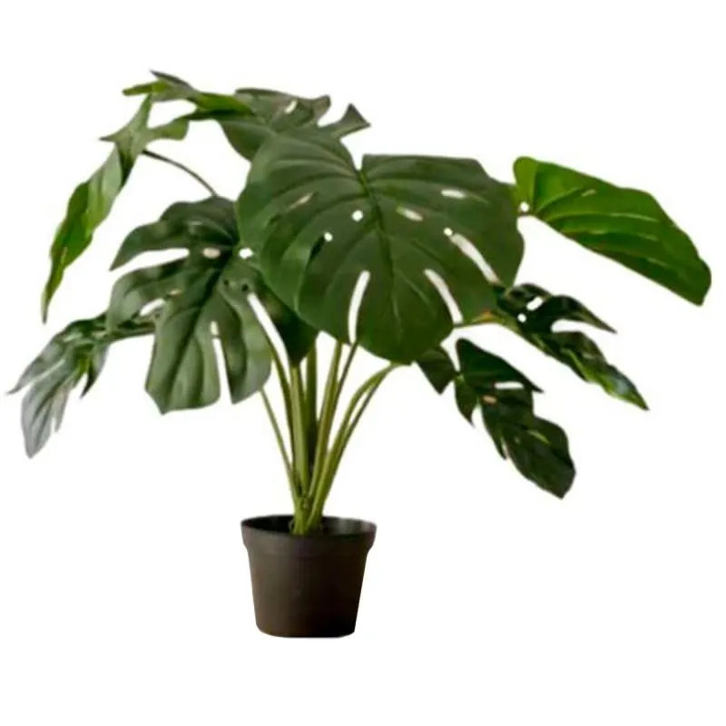 PLANTA MONSTERA BIGMAT 5398013