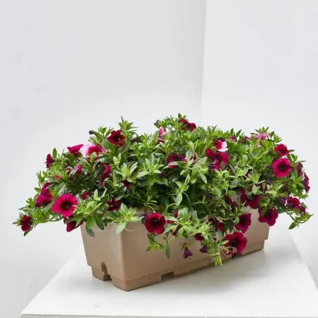 MILLION BELLS JARDINERA 40 CM