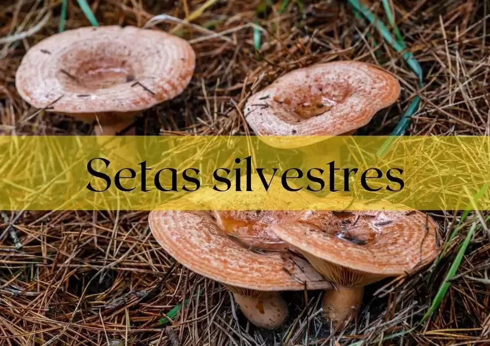 Catálogo de GUIA DE TRUFAS Y SETAS MAKRO - MAKRO 31 de diciembre al 14 de enero 2025 - Página 6