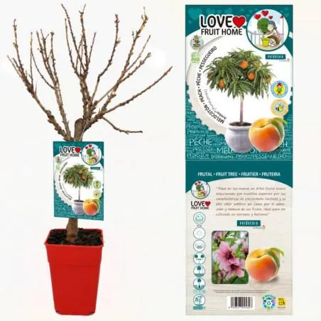 MELOCOTONERO ENANO AMBER RESIDUO CERO VERDECORA 5 LITROS