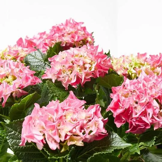 HORTENSIA ROSA MACETA 3L + MACETERO CESTA