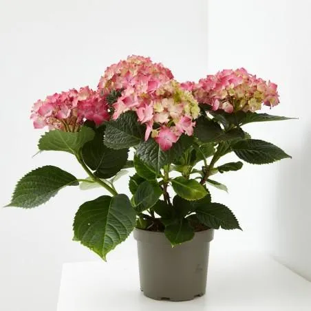 HORTENSIA