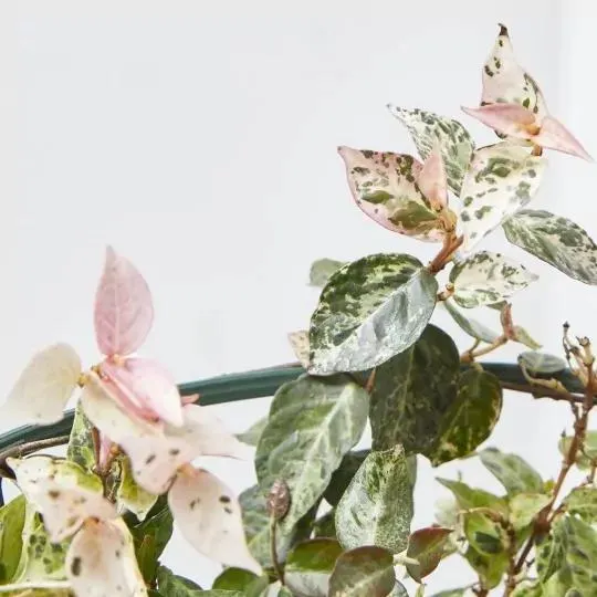 TRACHELOSPERUM ASIATICUM TRICOLOR MACETA 14CM