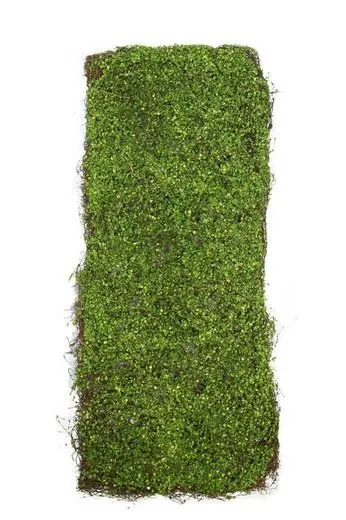 Placa Dichondra artificial