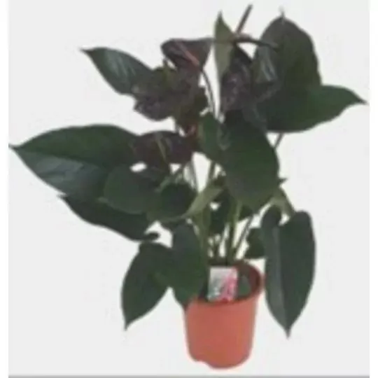 ANTHURIUM BLACK FLOWER M-17