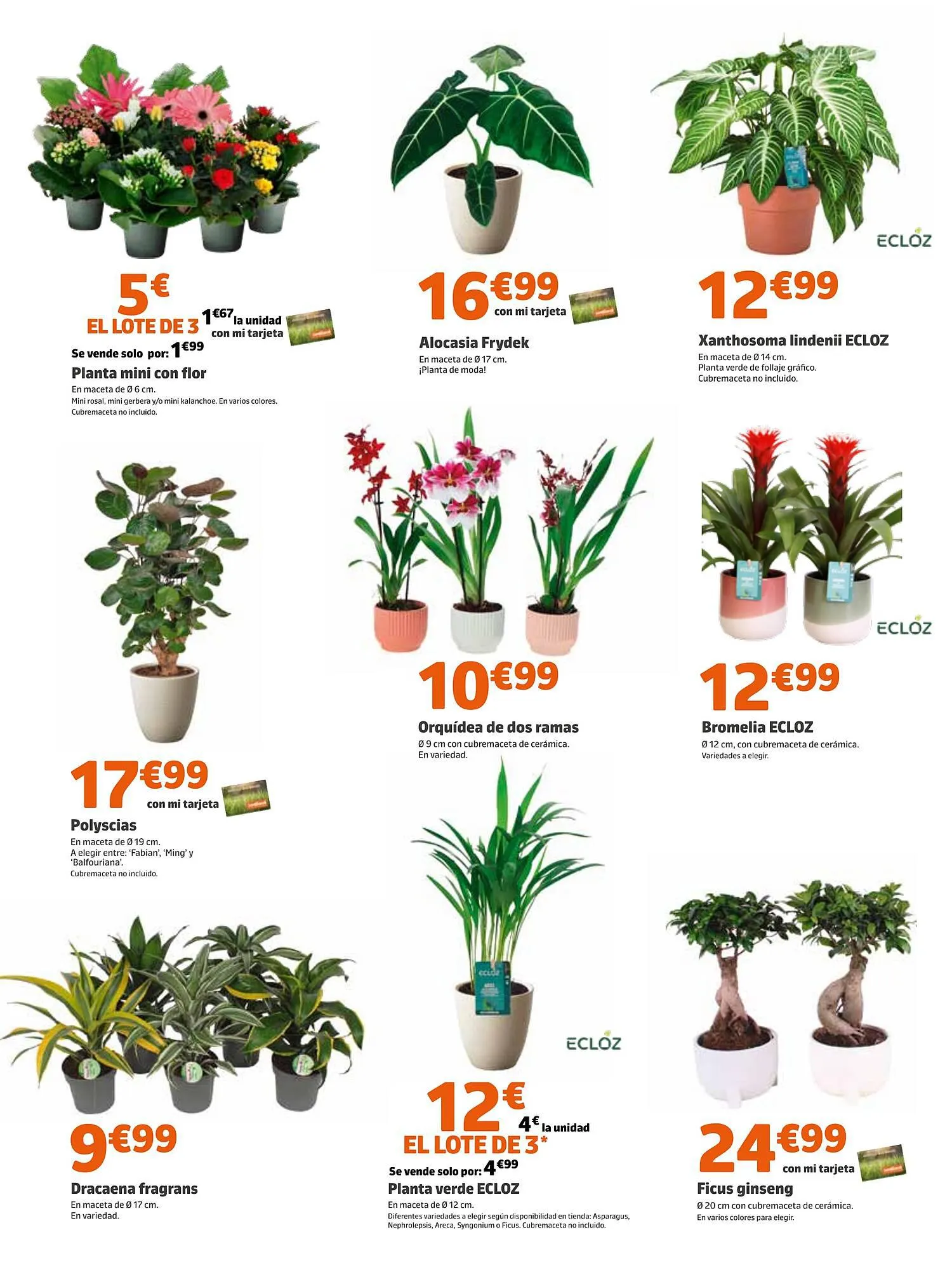 Catálogo de Folleto Jardiland 17 de agosto al 27 de agosto 2023 - Página 2