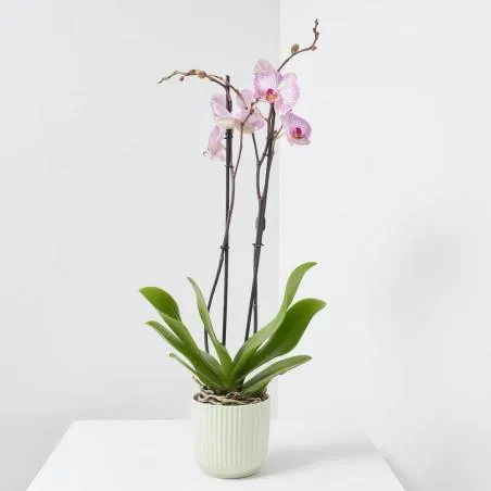 LOTE PHALAENOPSIS + MACETA LUNA VERDE CLARO