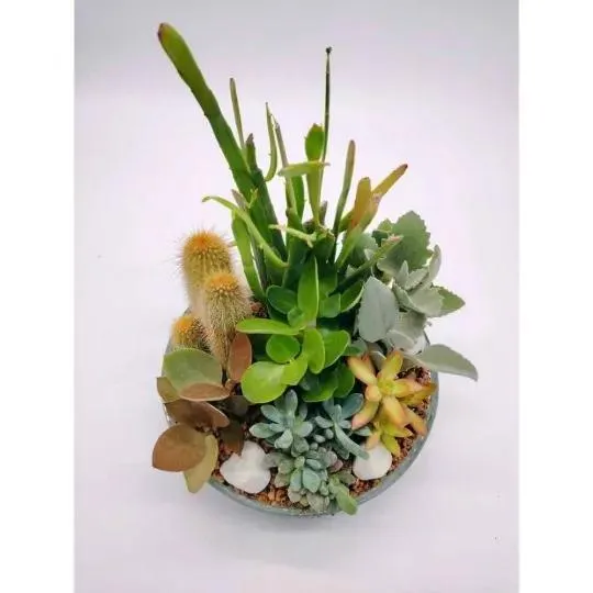 COMPOSICION PLATO REDONDO 25X7