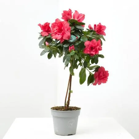 AZALEA COPA MACETA 13CM