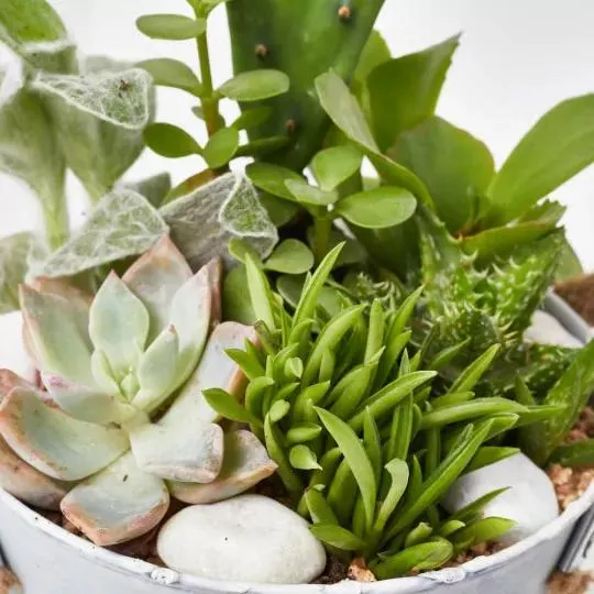 COMPOSICIÓN CRASAS ZINC FLOWER