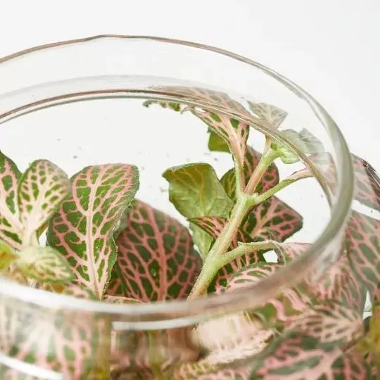 TERRA VIVANT - IZUMI M