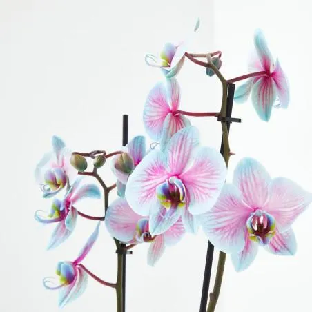 ORQUÍDEA BICOLOR TINTADA 2TALLOS EN MACETA 12CM.