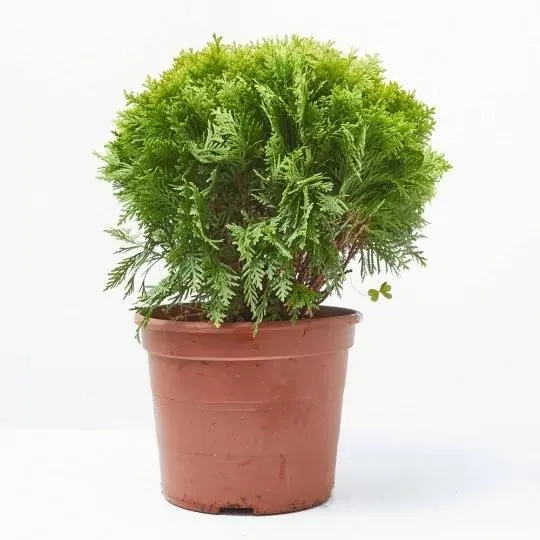 THUYA DANICA MIRJAN MACETA 5L