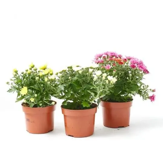 CRISANTEMO FLOR BOLA MACETA 11CM