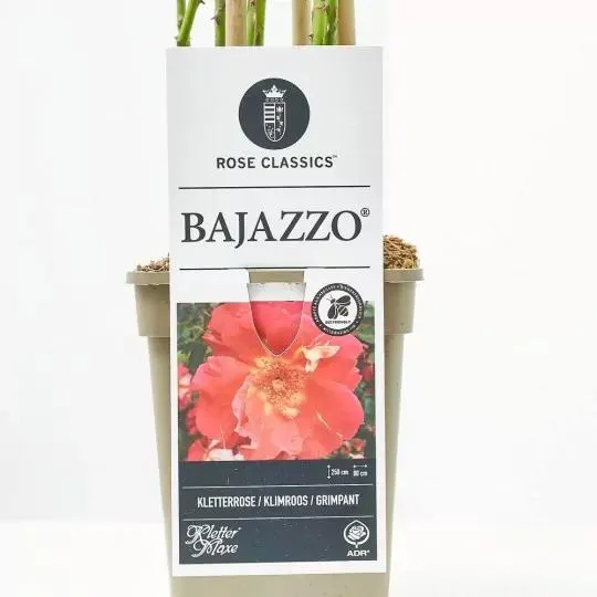ROSAL TREPADOR BAJAZZO BICOLOR MACETA 3L