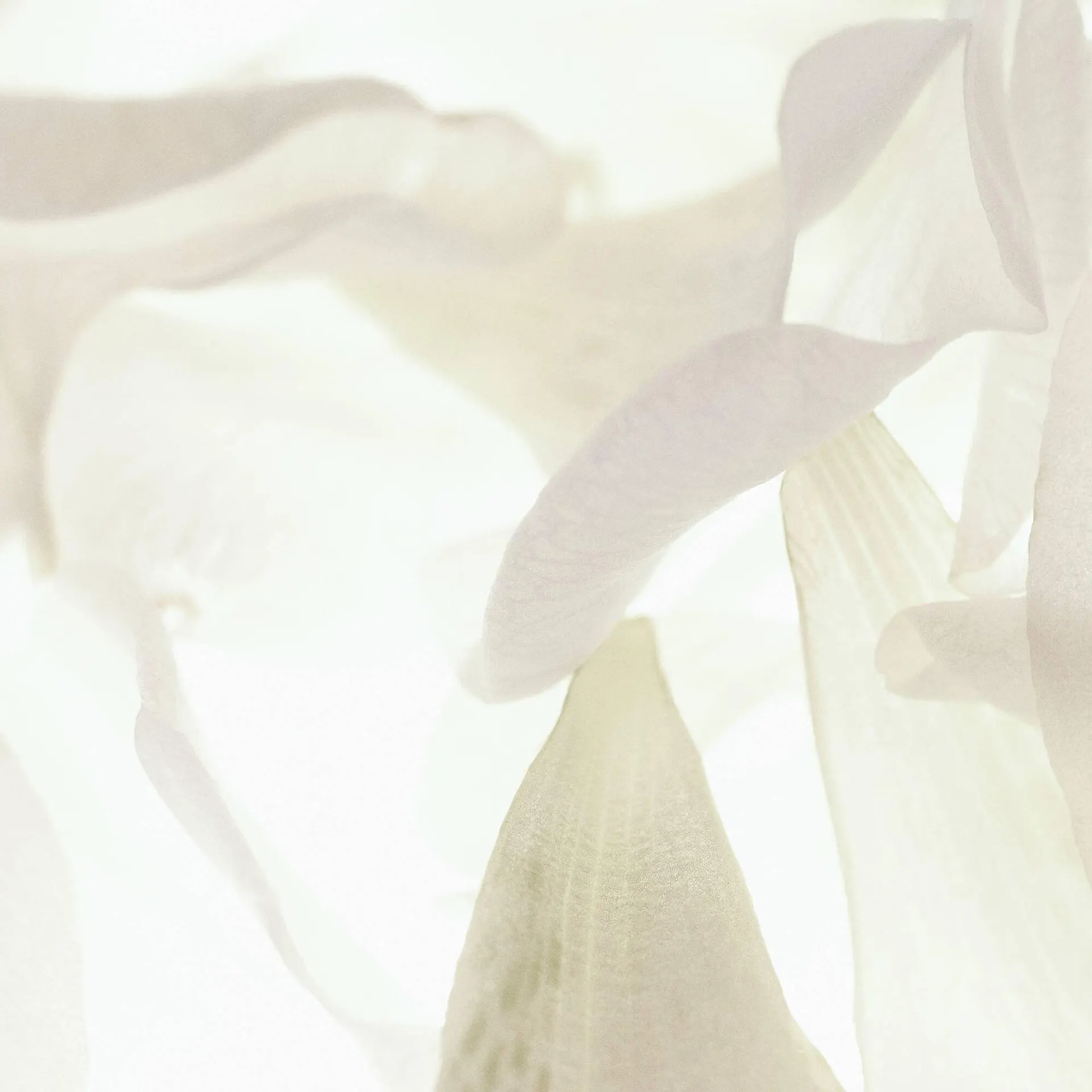 Catálogo de Folleto Chanel 28 de marzo al 10 de mayo 2025 - Página 3