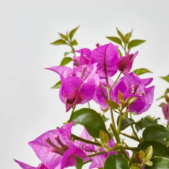 BUGANVILLA BOLA MACETA 5 LITROS