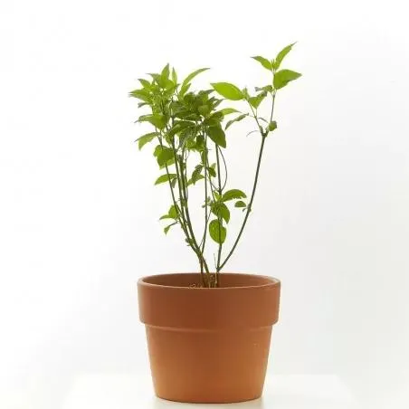 CORNUS MACETA 3 LITROS