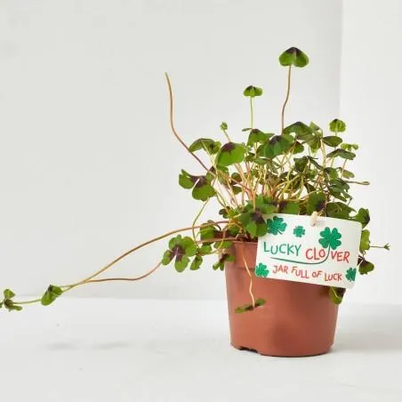 OXALIS IRON CROSS (ENGELS) MACETA 13CM