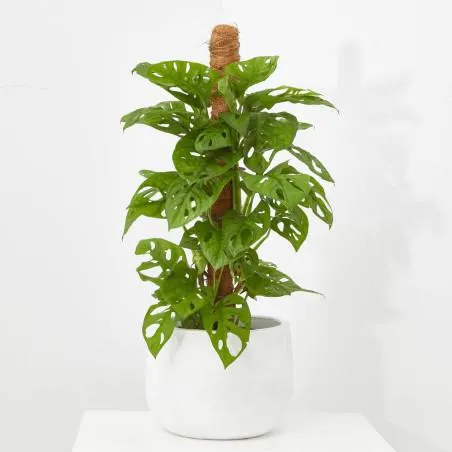 MONSTERA MONKEY MACETA 16CM