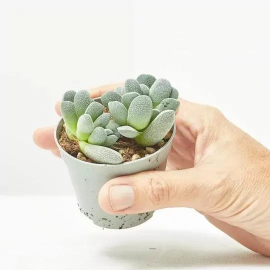 CRASSULA TECTA MACETA 6.5CM