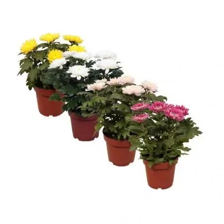 CRISANTEMO ZEMBLA MACETA 12CM