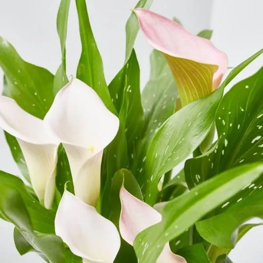 CALA ROSA CON MACETERO ROSA MACETA 14CM