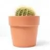 CACTUS VARIEDADES MACETA 5L