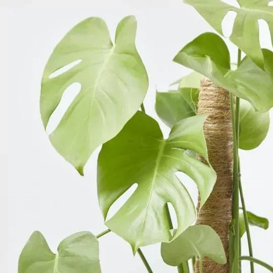 MONSTERA DELICIOSA 3L TUTOR