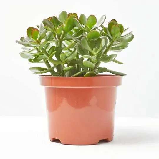 CRASULA OVATA MACETA 15CM