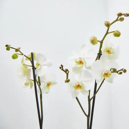 ORQUÍDEA BLANCA 2TALLOS EN MACETA 12CM.
