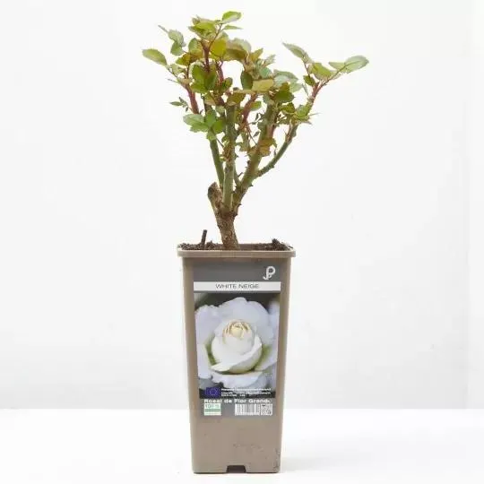 ROSAL GRANDIFLORA WHITE NEIGE