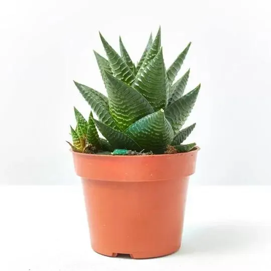 HAWORTIA MIX MACETA 9CM