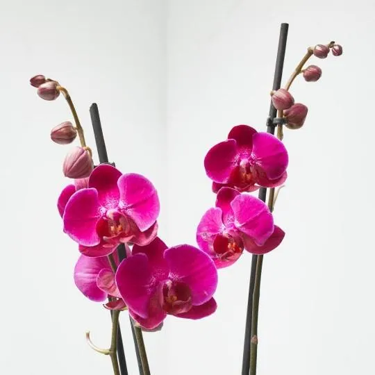 ORQUÍDEA PHALAENOPSIS 3TALLOS FUCSIA + CUBRE THALIA VERDE AGUA