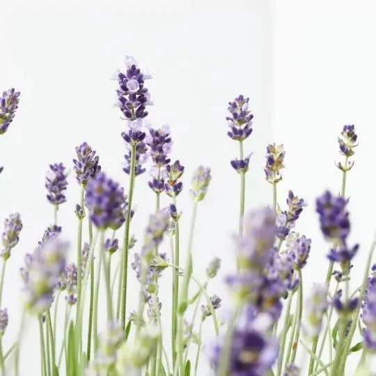 LAVANDA HIDCOTE MACETA 10L