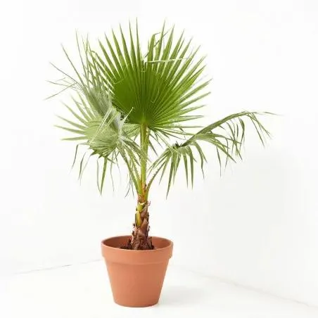PALMERA WASHINGTONIA
