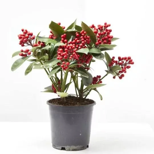 SKIMMIA OBSESSION M-15