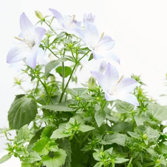 CAMPANULA M-11 BICOLOR FLOR GRANDE