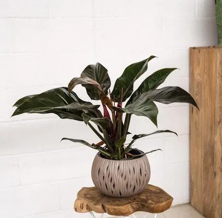Philodendron Imperial rojo