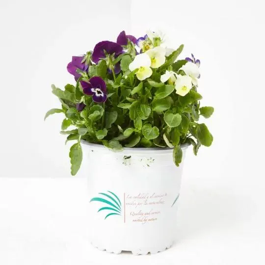 VIOLA CORNUTA MACETA 13CM