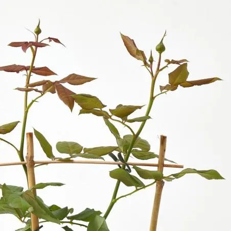 ROSAL PERFUMADO MACETA 20CM CON ESPALDERA
